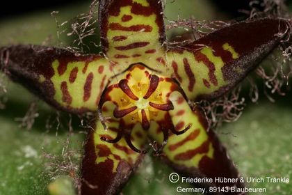 Quaqua parviflora ssp dependens (FH07,178) 003 – Asclepidarium