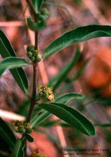 Raphionacme burkii (Danviljon Windhuk Namibia) 1 HT – Asclepidarium