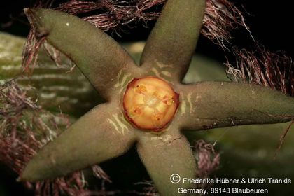 Rhytidocaulon ciliatum (Tom McCoy) 004 – Asclepidarium