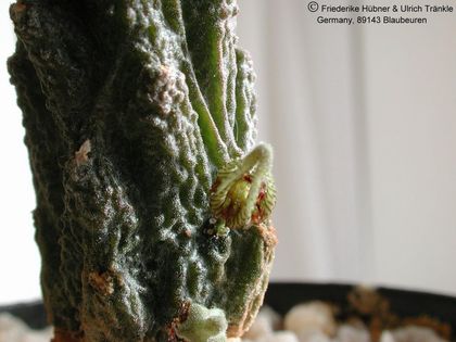 Rhytidocaulon fulleri 2 – Asclepidarium