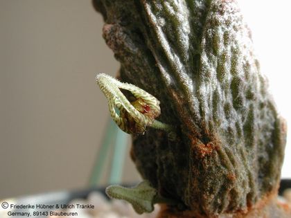 Rhytidocaulon fulleri 3 – Asclepidarium