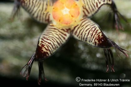 Rhytidocaulon macrolobum ssp minimum RH 872 (UTS06,031) 007 – Asclepidarium