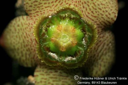 Rhytidocaulon paradoxum 008 – Asclepidarium