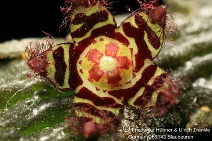 Rhytidocaulon pseudosubscandens (17G) 004 – Asclepidarium