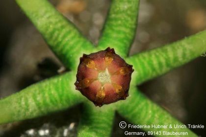 Rhytidocaulon sheilae 009 – Asclepidarium