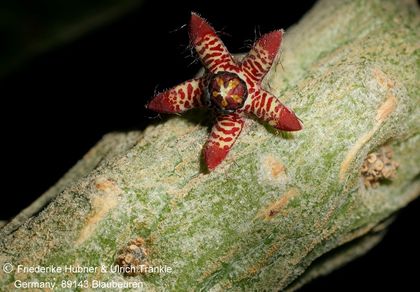 Rhytidocaulon sp nov '2008 neu' (FH09,053) (stacking) 001 – Asclepidarium