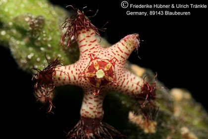 Rhytidocaulon specksii (sp nov Nr 3) 003 – Asclepidarium