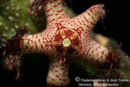 Rhytidocaulon specksii (sp nov Nr 3) 004 – Asclepidarium