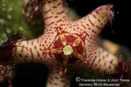 Rhytidocaulon specksii (sp nov Nr 3) 006 – Asclepidarium