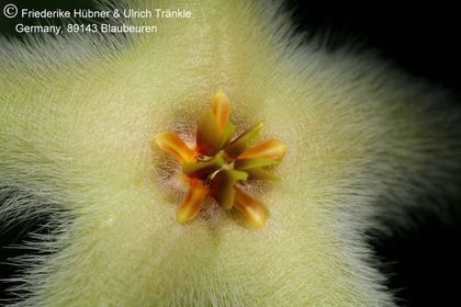 Stapelia desmetiana var pallida (FH05,156) 004 – Asclepidarium