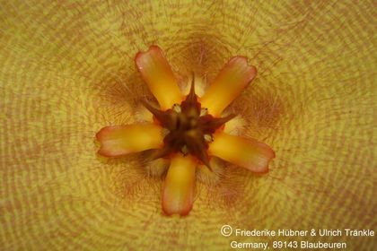Stapelia desmetiana var pallida (FH07,110) 002 – Asclepidarium