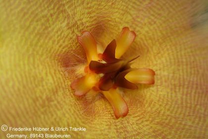 Stapelia desmetiana var pallida (FH07,110) 004 – Asclepidarium