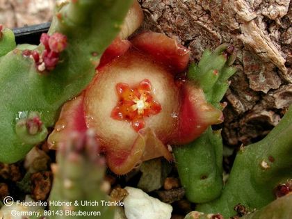Stapelia divaricata (Swellendamm, RSA) 002 – Asclepidarium