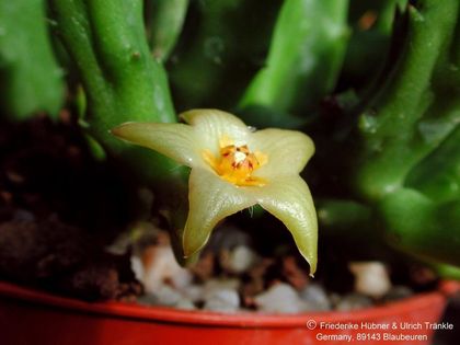 Stapelia divaricata2 – Asclepidarium