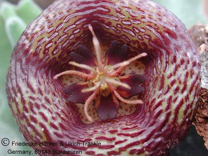 Stapelia engleriana 2 – Asclepidarium