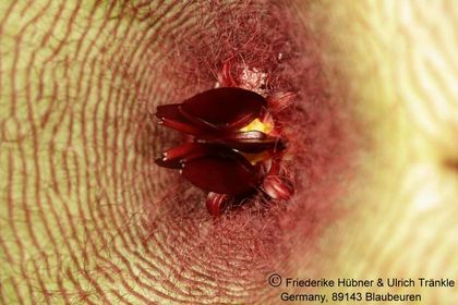 Stapelia gigantea (FH04,145) 005 – Asclepidarium