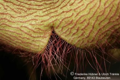 Stapelia gigantea (FH04,145) 007 – Asclepidarium