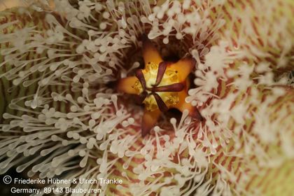 Stapelia glanduliflora (7 km S Clanvilliam) (FH07,028) 003 – Asclepidarium