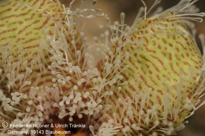 Stapelia glanduliflora (7 km S Clanvilliam) (FH07,028) 005 – Asclepidarium