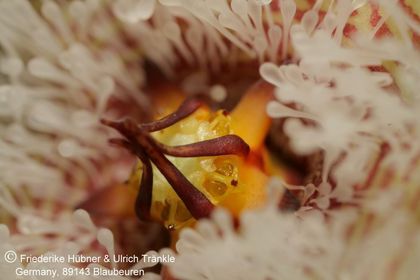 Stapelia glanduliflora (7 km S Clanvilliam) (FH07,028) 008 – Asclepidarium