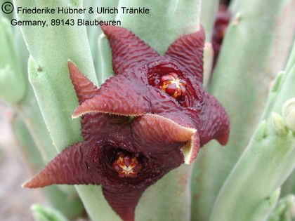 Stapelia kwebensis 2 – Asclepidarium