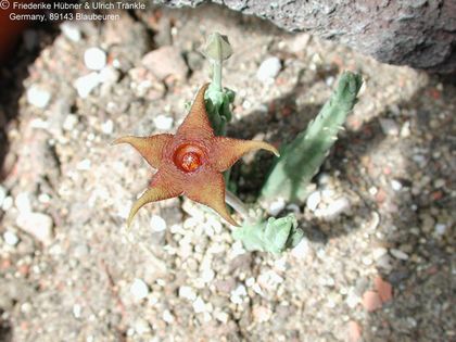 Stapelia kwebensis var. longipedicillata Blüte 2 – Asclepidarium