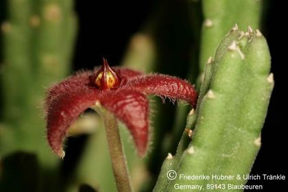 Stapelia paniculata ssp scitula (FH06,094) 002 – Asclepidarium