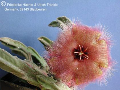 Stapelia praestans Hybride 3 – Asclepidarium