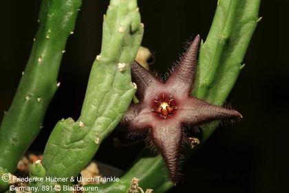 Stapelia praetermissa (IB 10792; RSA above Blaukrans River gorge) (FH07,029) 001 – Asclepidarium