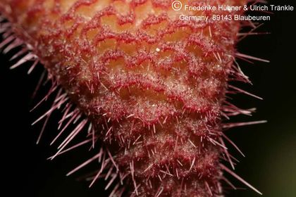 Stapelia rufa (2007,024) 007 – Asclepidarium
