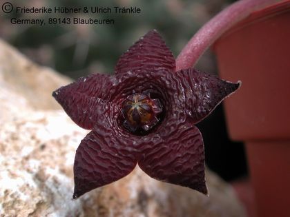 Stapelia similis 2 – Asclepidarium