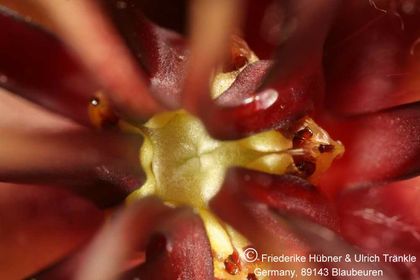 Stapelia tsomoensis PEH1193 (FH07,098) 006 – Asclepidarium