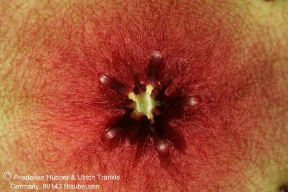 Stapelia unicornis (FH07,137) 003 – Asclepidarium