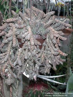Stapelianthus decaryi Frucht – Asclepidarium