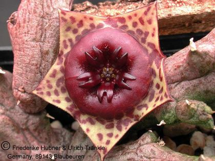 Stapelianthus keraudreniae 2 – Asclepidarium
