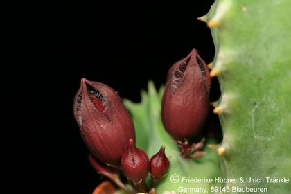 Stapeliopsis saxatilis (FH08,072) 001 – Asclepidarium