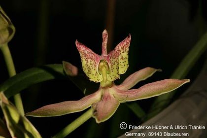Stathmostelma gigantiflorum (Exotica Clon) 002 – Asclepidarium