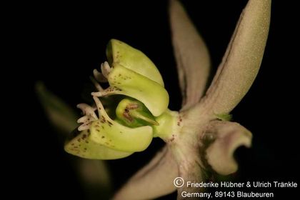 Stathmostelma sp (Exotica Clon) 005 – Asclepidarium