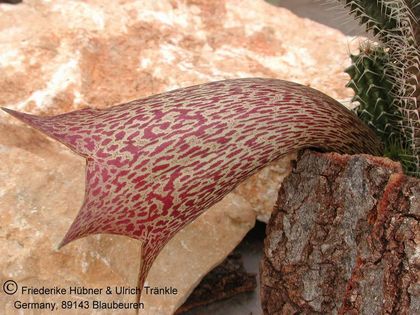 Tavaresia barklyi 1 – Asclepidarium