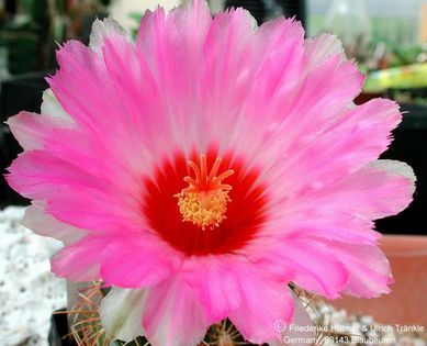Thelocactus bicolor SB 563 (UT03,017) 3 – Asclepidarium