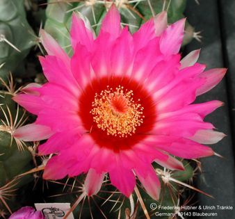 Thelocactus bicolor ssp commodus (UT02,034) 4 (PP) – Asclepidarium