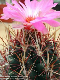 Thelocactus bicolor var. texensis 3 – Asclepidarium