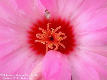 Thelocactus bicolor var. texensis 5 – Asclepidarium