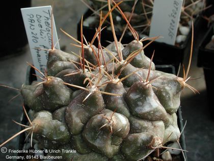 Thelocactus buekii forma PAN 280 (UT03,021) 1 – Asclepidarium