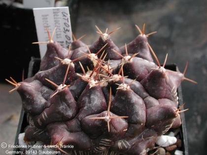 Thelocactus buekii PAN 341 Ascension (UT03,024) 1 – Asclepidarium
