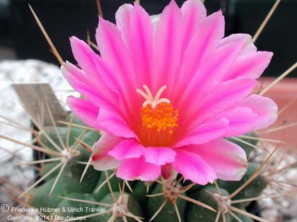 Thelocactus buekii ssp matudae PAN 76 Galeana (03,022) 3 – Asclepidarium