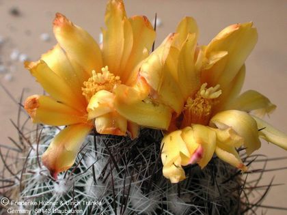 Thelocactus conothelos ssp aurantiacus 1 (PP) – Asclepidarium