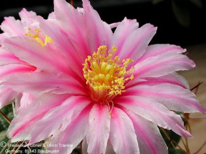 Thelocactus conothelos ssp conothelos (sausseri) (UT00,013) 2 (PP) – Asclepidarium