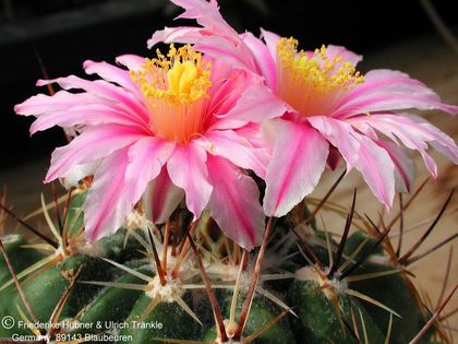 Thelocactus conothelos ssp conothelos (sausseri) (UT00,013) 4 (PP) – Asclepidarium