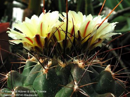 Thelocactus flavus (UT01,050) (PP) 3 – Asclepidarium